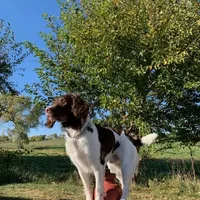 Cricket, a female English Springer Spaniel for sale in Dallas, TX – Photo 2 of 8