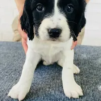 Cricket, a female English Springer Spaniel for sale in Dallas, TX – Photo 8 of 8