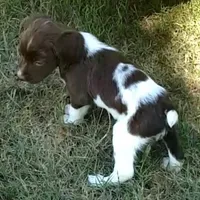 Cricket, a female English Springer Spaniel for sale in Dallas, TX – Photo 7 of 8