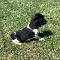 Cricket, a female English Springer Spaniel for sale in Dallas, TX – Photo 5 of 8