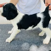 Cricket, a female English Springer Spaniel for sale in Dallas, TX – Photo 6 of 8
