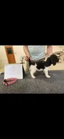 Ginnie, a female English Springer Spaniel for sale in Dallas, TX – 3 of 3