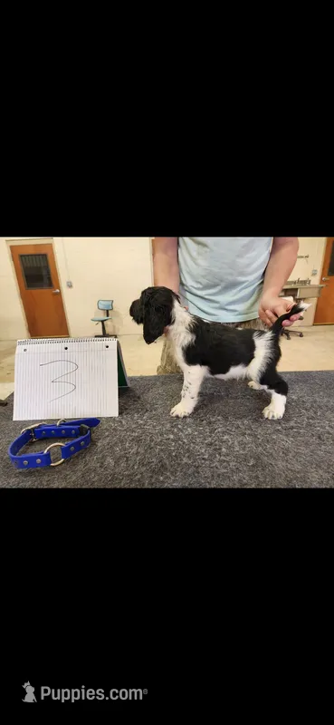 Winston – English Springer Spaniel puppy for sale in Dallas, TX