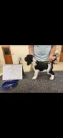 Winston, a male English Springer Spaniel for sale in Dallas, TX – 1 of 1