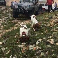 Austin area, a male English Springer Spaniel for sale in Dallas, TX – Photo 9 of 10