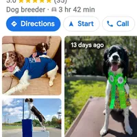  Austin area, a male English Springer Spaniel for sale in Dallas, TX – Photo 10 of 10