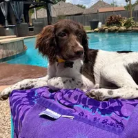  Austin area, a male English Springer Spaniel for sale in Dallas, TX – Photo 2 of 10