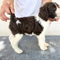  Austin area, a male English Springer Spaniel for sale in Dallas, TX – Photo 8 of 10