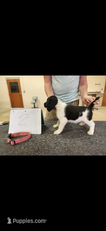 Ginnie – English Springer Spaniel puppy for sale in Dallas, TX