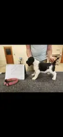 Ginnie, a female English Springer Spaniel for sale in Dallas, TX – 1 of 3
