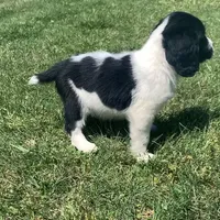 Maxwell AKC NOT$100 AUSTIN, a male English Springer Spaniel for sale in Dallas, TX – Photo 1 of 8