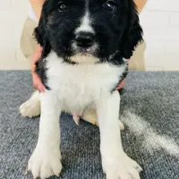 Maxwell AKC NOT$100 AUSTIN, a male English Springer Spaniel for sale in Dallas, TX – Photo 7 of 8