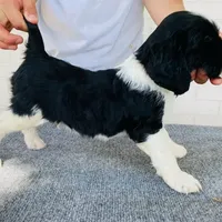 Maxwell AKC NOT$100 AUSTIN, a male English Springer Spaniel for sale in Dallas, TX – Photo 3 of 8