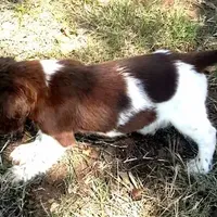 Maxwell AKC NOT$100 AUSTIN, a male English Springer Spaniel for sale in Dallas, TX – Photo 2 of 8