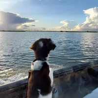 Maxwell AKC NOT$100 AUSTIN, a male English Springer Spaniel for sale in Dallas, TX – Photo 5 of 8