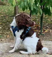 processed/43c77635-007f-4534-a6d7-a37242f5a1b3/listing/55daeb82-1bf1-454c-9920-2c8ee90c381f/c83635eb-f746-45e5-84e2-be20b36cbc44