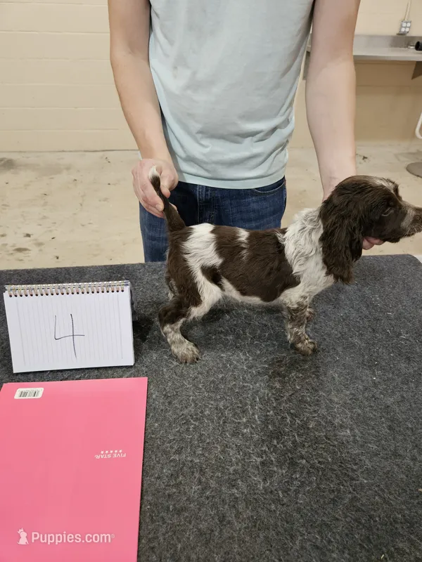 DFW NOT $100 – English Springer Spaniel puppy for sale in Muenster, TX
