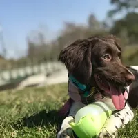 Margaret AKC FREE DELIVERY, a male English Springer Spaniel for sale in Dallas, TX – Photo 1 of 7