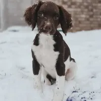 Margaret AKC FREE DELIVERY, a male English Springer Spaniel for sale in Dallas, TX – Photo 2 of 7
