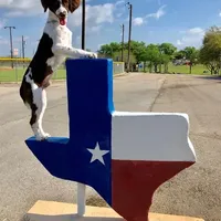 Margaret AKC FREE DELIVERY, a male English Springer Spaniel for sale in Dallas, TX – Photo 4 of 7