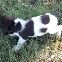Margaret AKC FREE DELIVERY, a male English Springer Spaniel for sale in Dallas, TX – Photo 6 of 7
