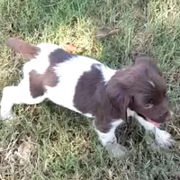 Margaret AKC FREE DELIVERY, a male English Springer Spaniel for sale in Dallas, TX – Photo 7 of 7
