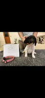 Ginnie, a female English Springer Spaniel for sale in Dallas, TX – 2 of 3