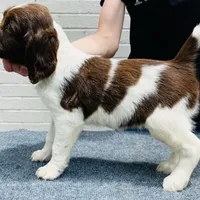 DFW NOT $100, a female English Springer Spaniel for sale in Dallas, TX – Photo 2 of 10