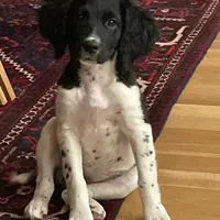 DFW NOT $100, a female English Springer Spaniel for sale in Dallas, TX – Photo 3 of 10