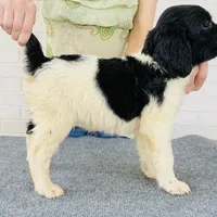 DFW NOT $100, a female English Springer Spaniel for sale in Dallas, TX – Photo 4 of 10