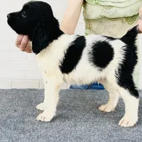 DFW NOT $100, a female English Springer Spaniel for sale in Dallas, TX – Photo 10 of 10