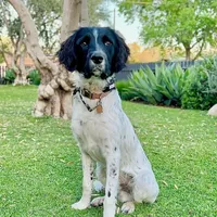 DFW NOT $100, a female English Springer Spaniel for sale in Dallas, TX – Photo 7 of 10