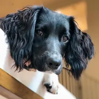 DFW NOT $100, a female English Springer Spaniel for sale in Dallas, TX – Photo 9 of 10