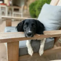 DFW NOT $100, a female English Springer Spaniel for sale in Dallas, TX – Photo 8 of 10