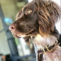 DFW NOT $100, a female English Springer Spaniel for sale in Dallas, TX – Photo 5 of 10