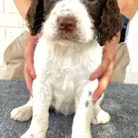 Claire NOT$100 Houston, a female English Springer Spaniel for sale in Dallas, TX – Photo 8 of 8