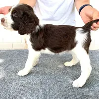 Claire NOT$100 Houston, a female English Springer Spaniel for sale in Dallas, TX – Photo 3 of 8