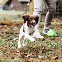 Claire NOT$100 Houston, a female English Springer Spaniel for sale in Dallas, TX – Photo 4 of 8