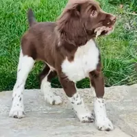 Claire NOT$100 Houston, a female English Springer Spaniel for sale in Dallas, TX – Photo 1 of 8