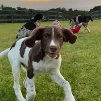 Claire NOT$100 Houston, a female English Springer Spaniel for sale in Dallas, TX – Photo 6 of 8
