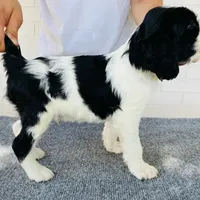 HOUSTON NOT$100, a male English Springer Spaniel for sale in Dallas, TX – Photo 7 of 10