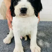 HOUSTON NOT$100, a male English Springer Spaniel for sale in Dallas, TX – Photo 3 of 10