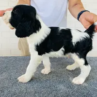 HOUSTON NOT$100, a male English Springer Spaniel for sale in Dallas, TX – Photo 4 of 10