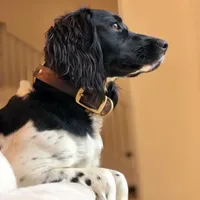 HOUSTON NOT$100, a male English Springer Spaniel for sale in Dallas, TX – Photo 2 of 10