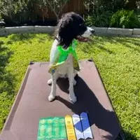 HOUSTON NOT$100, a male English Springer Spaniel for sale in Dallas, TX – Photo 8 of 10