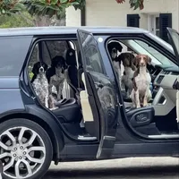 HOUSTON NOT$100, a male English Springer Spaniel for sale in Dallas, TX – Photo 6 of 10