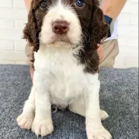 HOUSTON NOT$100, a male English Springer Spaniel for sale in Dallas, TX – Photo 1 of 10