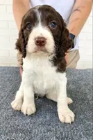 processed/43c77635-007f-4534-a6d7-a37242f5a1b3/listing/b9efa6bc-c421-46ea-b018-763b79b6296c/b2a858f1-7245-4de5-b827-8503f27e2656