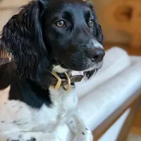 HOUSTON NOT$100, a male English Springer Spaniel for sale in Dallas, TX – Photo 9 of 10