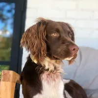 HOUSTON NOT$100, a male English Springer Spaniel for sale in Dallas, TX – Photo 10 of 10